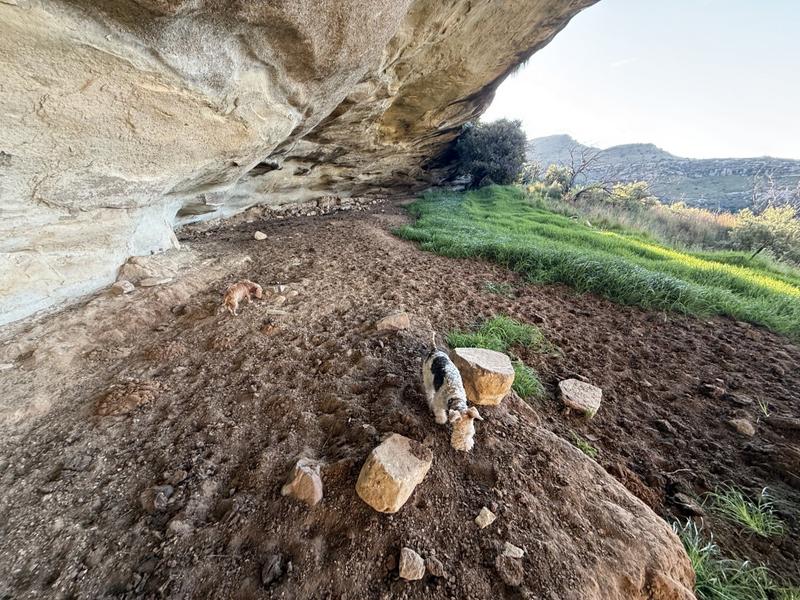 0 Bedroom Property for Sale in Fouriesburg Free State